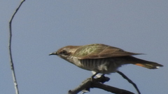 Chrysococcyx basalis