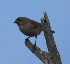 Aphelocephala leucopsis