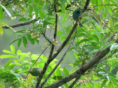 Dacnis cayana