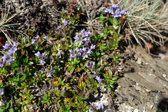 Veronica morrisonicola