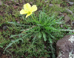 Oenothera flava
