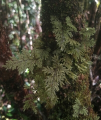 Hymenophyllum