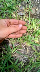 Eremochloa ophiuroides