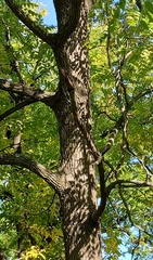 Juglans nigra