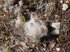 Salix petrophila