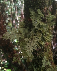 Hymenophyllum