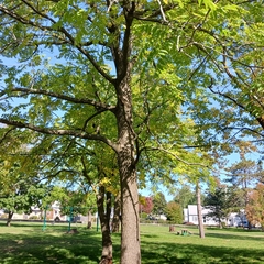 Juglans nigra