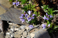 Veronica morrisonicola