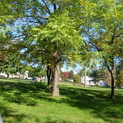 Juglans nigra