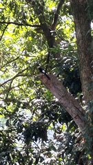 Copsychus malabaricus
