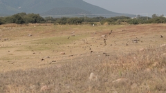 Hirundo rustica erythrogaster