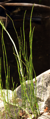 Equisetum laevigatum