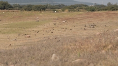 Hirundo rustica erythrogaster