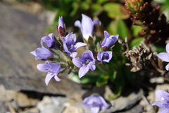 Veronica morrisonicola