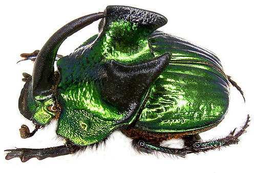 デーモンニジダイコクコガネ (Phanaeus demon) · iNaturalist