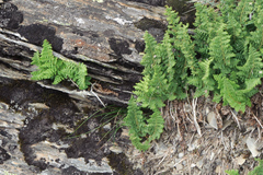 Dryopteris alpestris