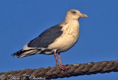 Larus schistisagus