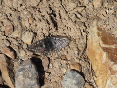Parnassius smintheus