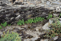 Dryopteris alpestris