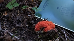 Ramaria araiospora