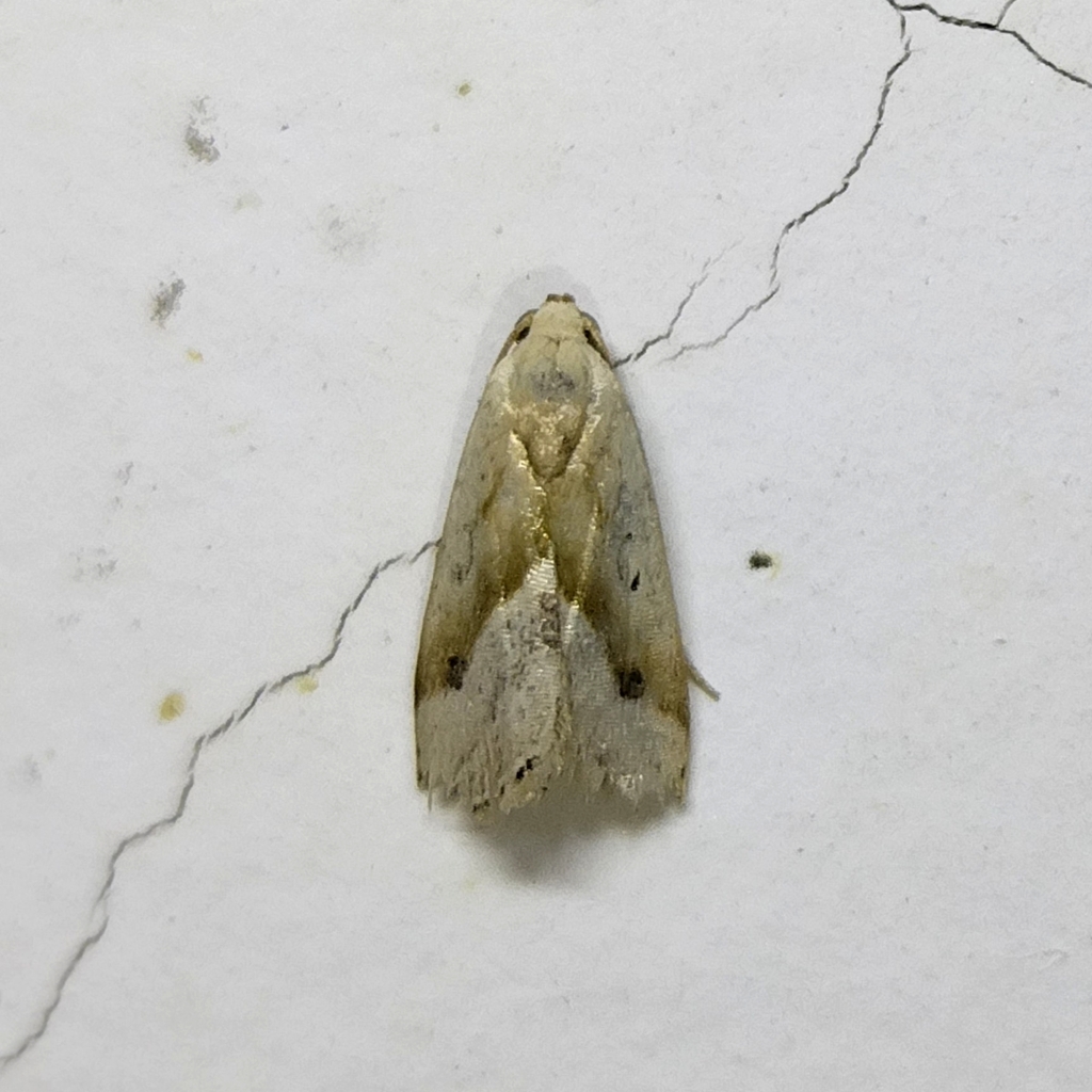 Micrathetis dasarada