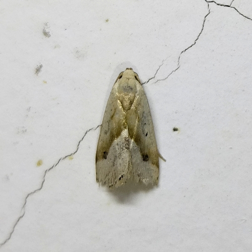 Micrathetis dasarada