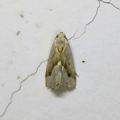 Micrathetis dasarada