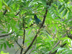Dacnis cayana