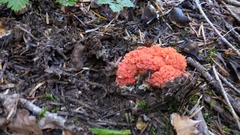 Ramaria araiospora
