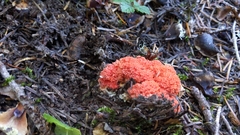 Ramaria araiospora