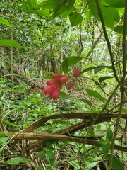 Cestrum elegans