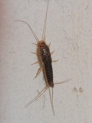 Ctenolepisma longicaudatum