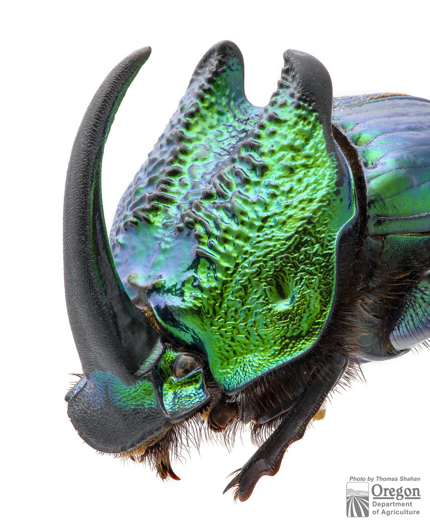 標本 Mexico Phanaeus demon demon 21mm 20mm 標本 Mexico Phanaeus demon demon 21mm 20mm il_fullxfull