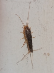 Ctenolepisma longicaudatum