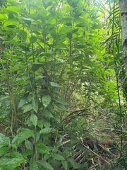 Cestrum elegans