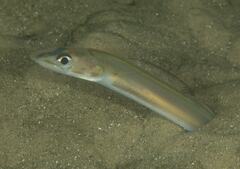 Ariosoma