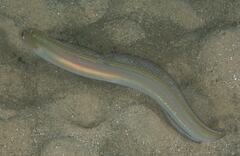 Ariosoma