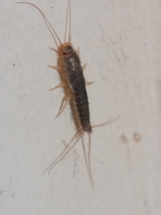 Ctenolepisma longicaudatum