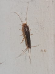 Ctenolepisma longicaudatum