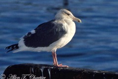 Larus schistisagus