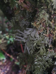 Hymenophyllum