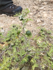 Solanum triflorum