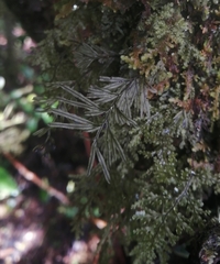 Hymenophyllum