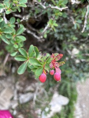 Berberis morrisonensis