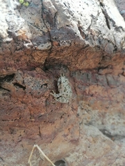 Hyla arenicolor
