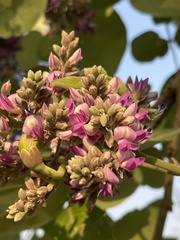 Philenoptera violacea