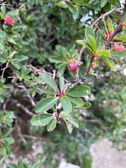 Berberis morrisonensis