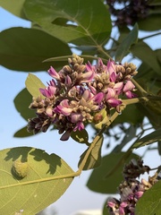 Philenoptera violacea