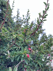 Berberis morrisonensis