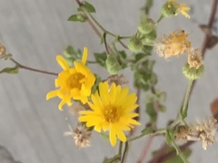 Heterotheca subaxillaris